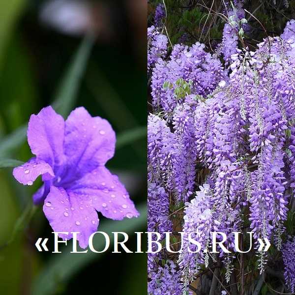 Комнатные Цветы Фиолетового Цвета Названия И Фото
